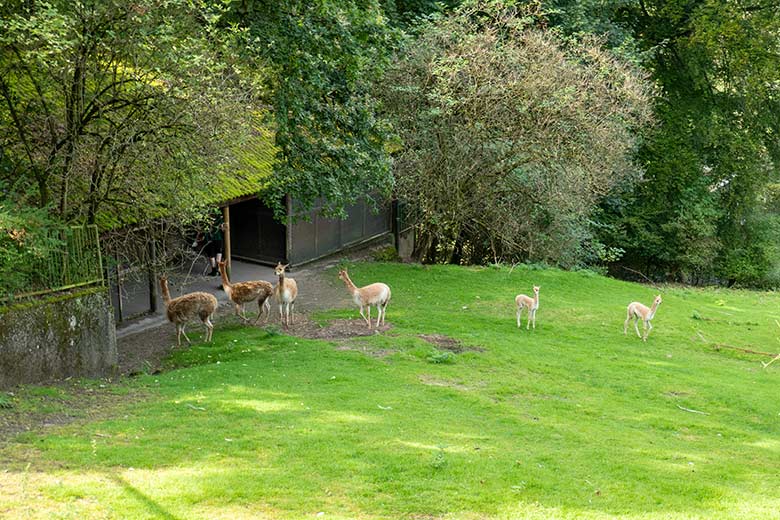 Sechs Vikunjas am 7. September 2024 auf der Patagonien-Anlage im Zoologischen Garten Wuppertal