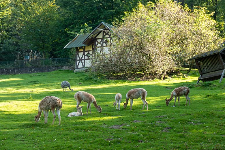 Sechs Vikunjas am 20. September 2024 auf der Patagonien-Anlage im Wuppertaler Zoo