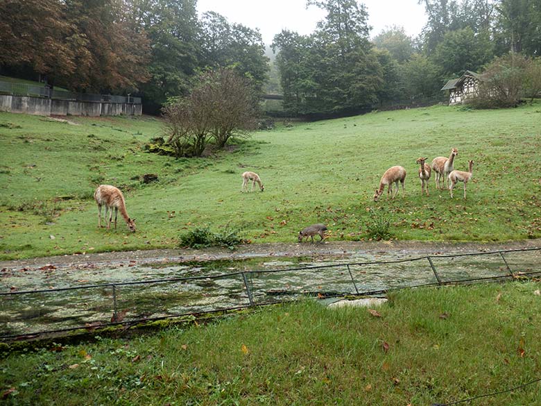 Sechs Vikunjas am 29. September 2024 auf der Patagonien-Anlage im Zoo Wuppertal