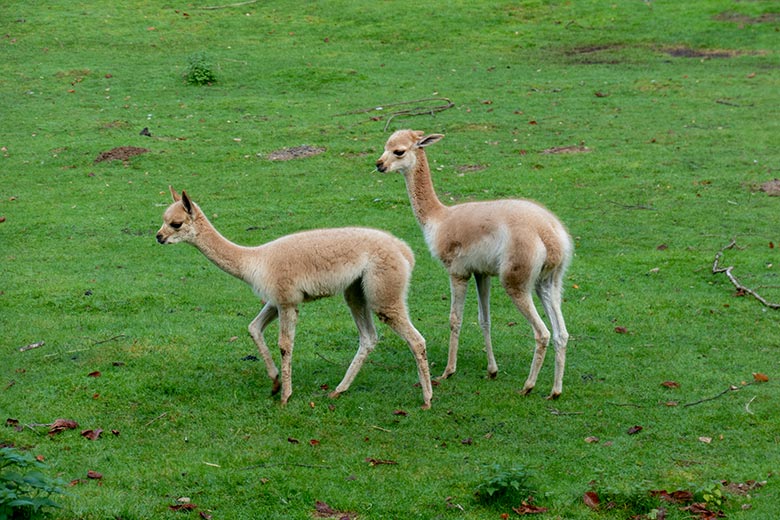 Zwei Vikunja-Jungtiere am 4. Oktober 2024 auf der Patagonien-Anlage im Grünen Zoo Wuppertal