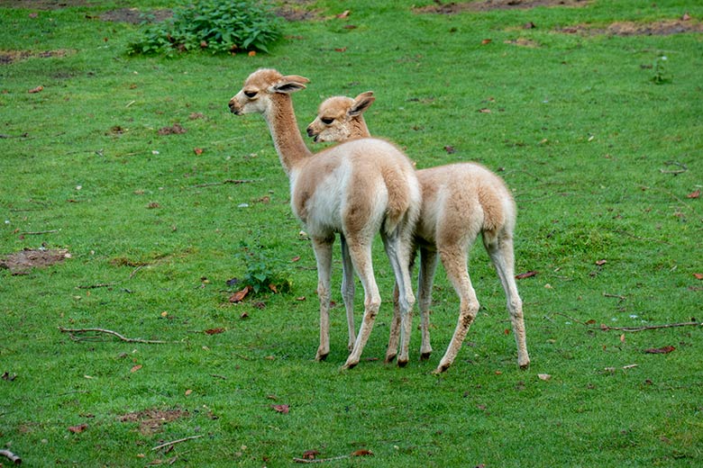 Zwei Vikunja-Jungtiere am 4. Oktober 2024 auf der Patagonien-Anlage im Zoologischen Garten der Stadt Wuppertal