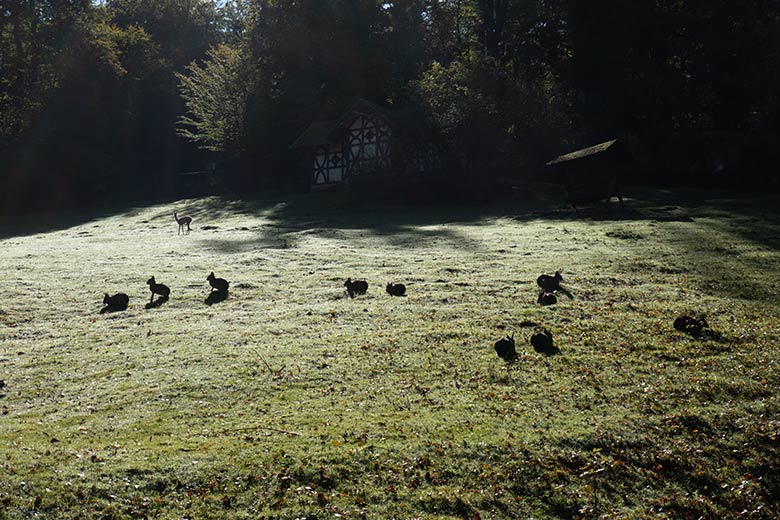 Vikunja-Jungtier im Gegenlicht am 5. Oktober 2024 auf der Patagonien-Anlage im Zoo Wuppertal