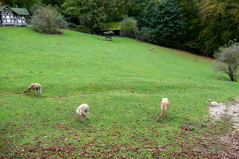 Fünf Vikunjas am 12. Oktober 2024 auf der Patagonien-Anlage im Grünen Zoo Wuppertal