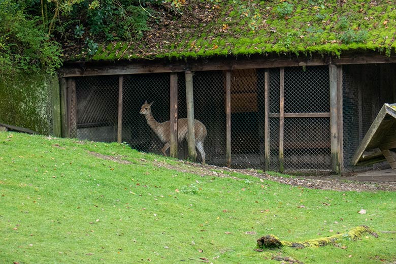 Separiertes Vikunja-Jungtier am 12. Oktober 2024 auf der Patagonien-Anlage im Wuppertaler Zoo