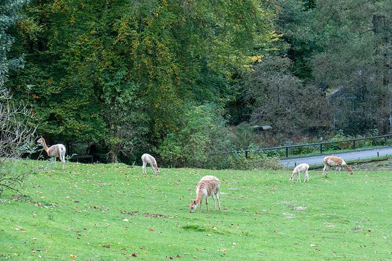 Fünf Vikunjas am 13. Oktober 2024 auf der Patagonien-Anlage im Zoo Wuppertal