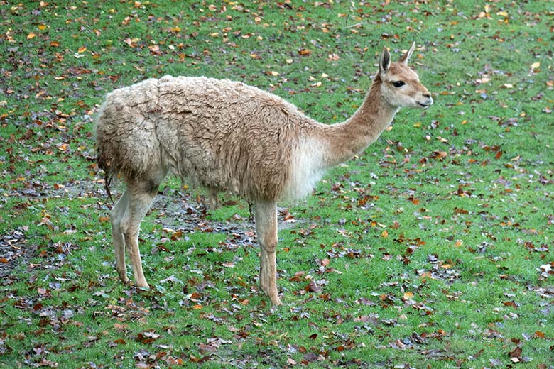 Vikunja-Hengst am 25. Oktober 2024 auf der Patagonien-Anlage im Zoologischen Garten der Stadt Wuppertal