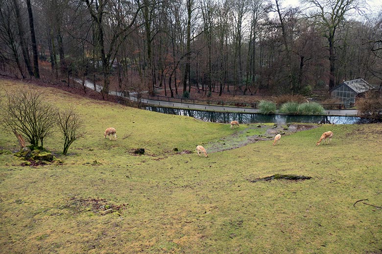 Fünf Vikunjas am 2. Januar 2025 auf der Patagonien-Anlage im Wuppertaler Zoo