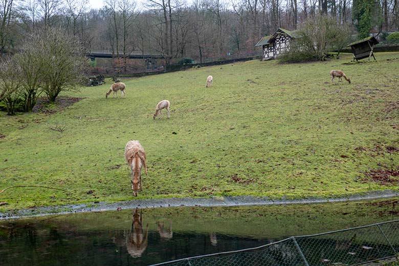 Fünf Vikunjas am 4. Januar 2025 auf der Patagonien-Anlage im Grünen Zoo Wuppertal