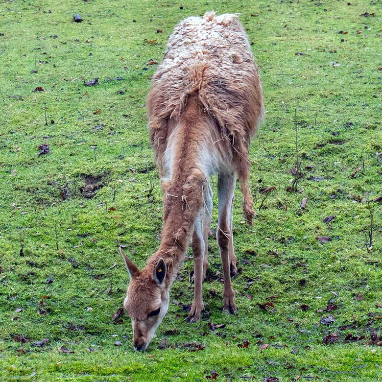 Vikunja-Stute am 4. Januar 2025 auf der Patagonien-Anlage im Zoologischen Garten Wuppertal