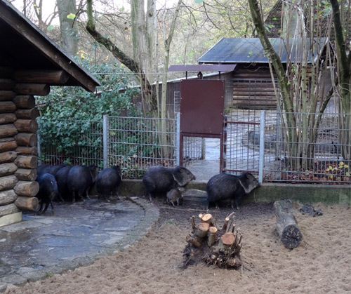 Halsbandpekaris am 21. November 2015 im Grünen Zoo Wuppertal