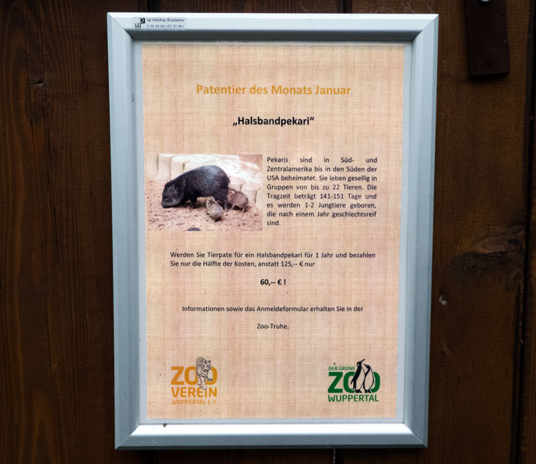 Aushang zum Patentier des Monats Januar am 6. Januar 2018 am Gehege der Halsbandpekaris im Grünen Zoo Wuppertal