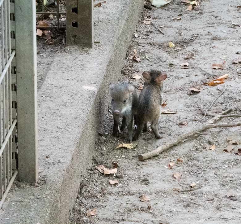 Zwei Halsbandpekari-Jungtiere am 23. August 2018 auf der Außenanlage im Wuppertaler Zoo