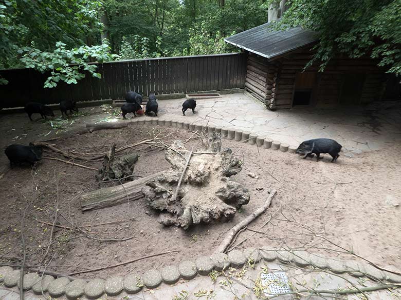 Rechter Gehegeteil der jetzigen Anlage für die Halsbandpekaris in der Nähe der Mishmi-Takine am 30. Juli 2019 im Grünen Zoo Wuppertal