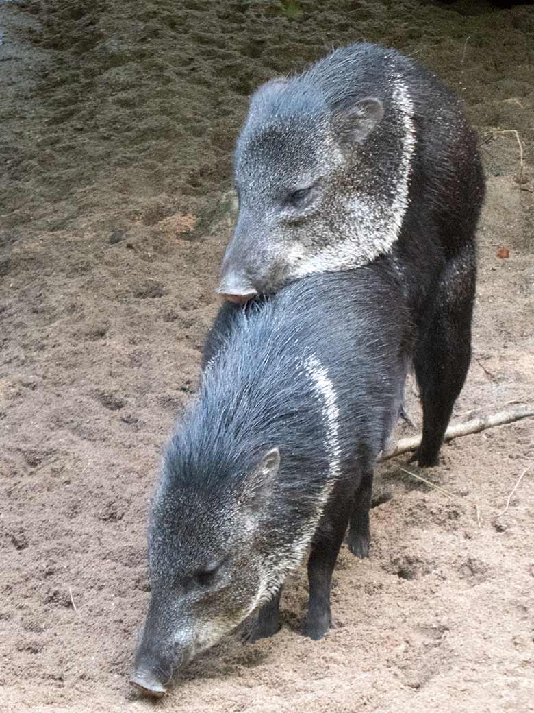 Paarende Halsbandpekaris am 4. August 2019 auf der Außenanlage im Wuppertaler Zoo