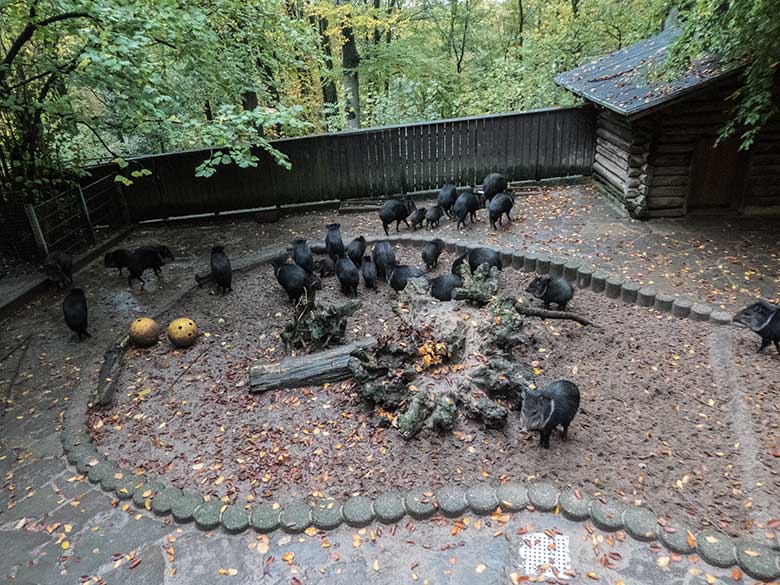 Halsbandpekari-Rotte am 7. November 2019 auf der bisherigen Außenanlage nahe der Patagonien-Anlage im Grünen Zoo Wuppertal