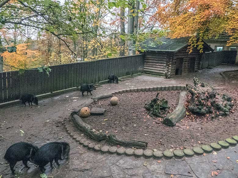 Halsbandpekaris auf der bisherigen Außenanlage am 25. November 2019 im Grünen Zoo Wuppertal