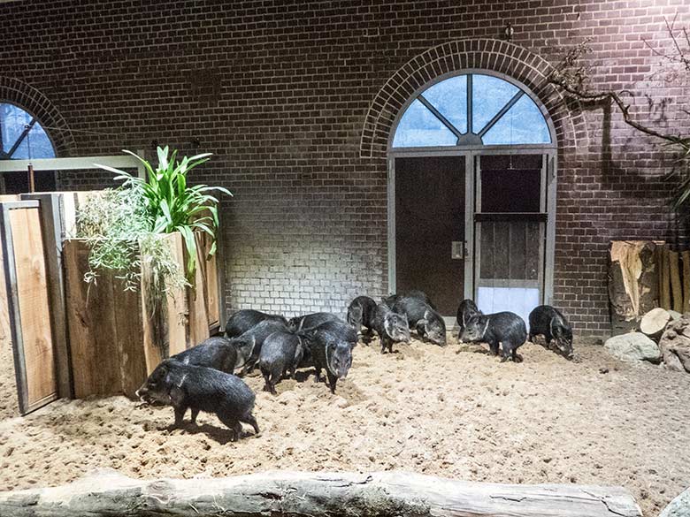 Alle fünfzehn Halsbandpekaris am 8. Dezember 2019 im Innengehege im Südamerika-Haus im Grünen Zoo Wuppertal