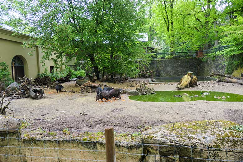 Halsbandpekaris am 16. Mai 2021 auf der Außenanlage am Südamerika-Haus im Grünen Zoo Wuppertal