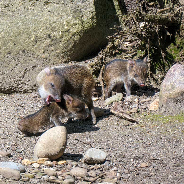 Halsbandpekari-Jungtiere am 31. Mai 2021 auf der Außenanlage am Südamerika-Haus im Grünen Zoo Wuppertal