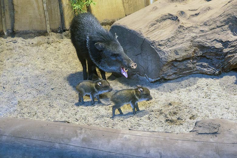 Halsbandpekari und zwei Jungtiere am 10. Dezember 2021 im Südamerika-Haus im Grünen Zoo Wuppertal