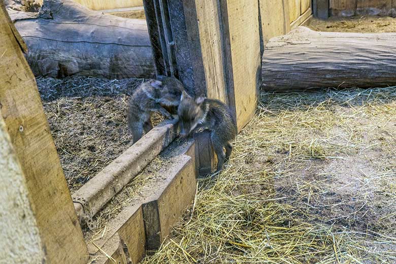 Die beiden Halsbandpekari-Jungtiere am 10. Dezember 2021 im Südamerika-Haus im Zoologischen Garten Wuppertal