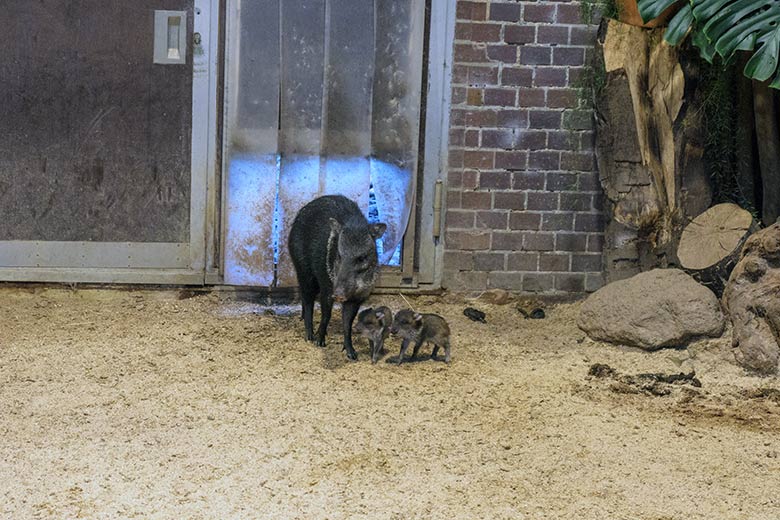 Halsbandpekari mit zwei Jungtieren am 10. Dezember 2021 im Südamerika-Haus im Wuppertaler Zoo