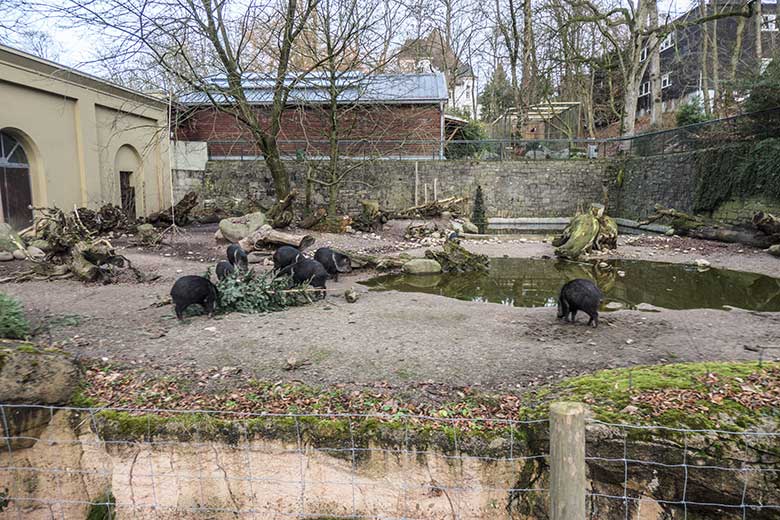 Halsbandpekaris am 1. Januar 2022 auf der Außenanlage am Südamerika-Haus im Wuppertaler Zoo