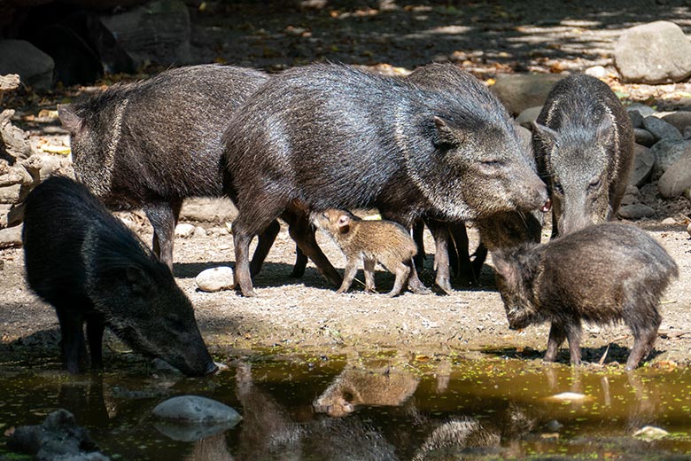 Halsbandpekaris mit Frischling am 28. August 2024 auf der Außenanlage am Südamerika-Haus im Grünen Zoo Wuppertal