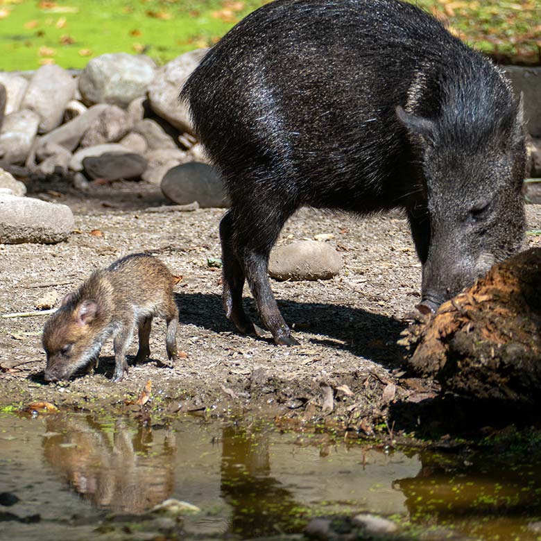 Halsbandpekari mit Frischling am 28. August 2024 auf der Außenanlage am Südamerika-Haus im Zoologischen Garten Wuppertal