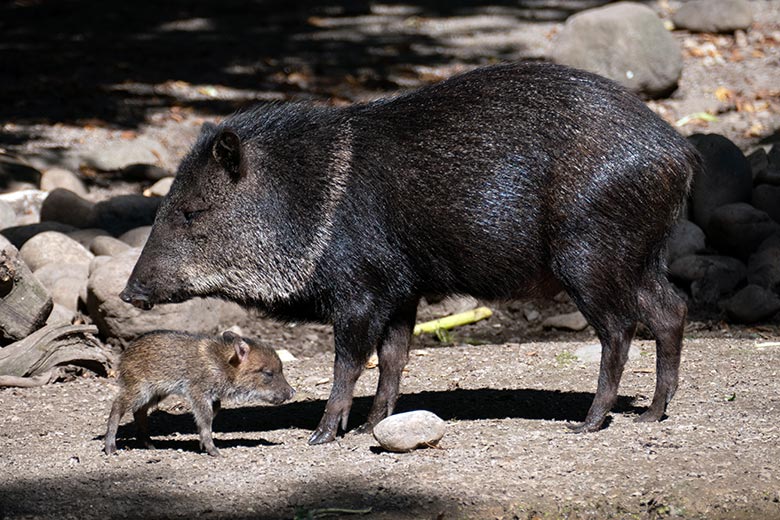 Halsbandpekari mit Jungtier am 28. August 2024 auf der Außenanlage am Südamerika-Haus im Wuppertaler Zoo