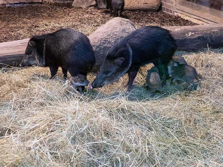 Halsbandpekaris mit vier Jungtieren am 4. Oktober 2024 im Südamerika-Haus im Grünen Zoo Wuppertal