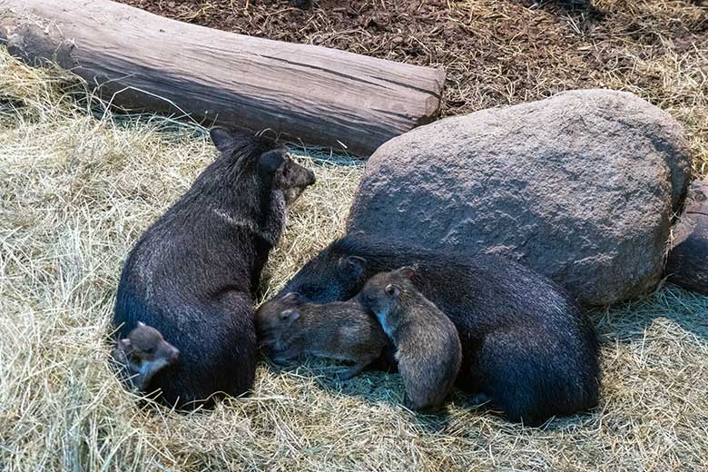 Halsbandpekaris mit Jungtieren am 4. Oktober 2024 im Südamerika-Haus im Zoologischen Garten Wuppertal