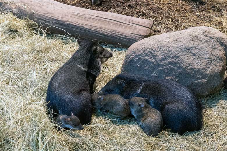 Halsbandpekaris mit Jungtieren am 4. Oktober 2024 im Südamerika-Haus im Zoo Wuppertal