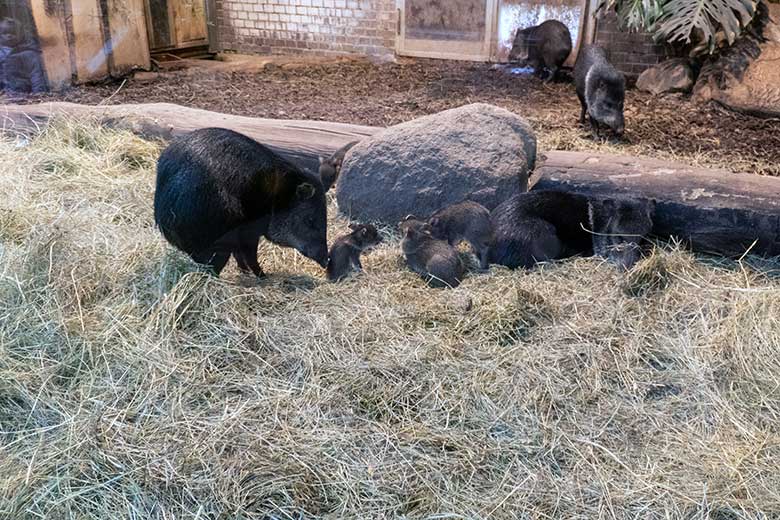 Halsbandpekaris mit vier Jungtieren am 4. Oktober 2024 im Südamerika-Haus im Wuppertaler Zoo