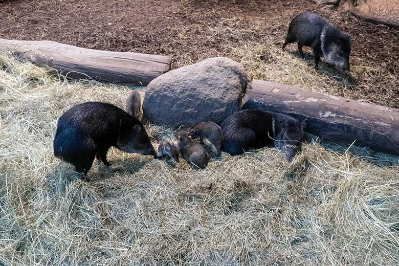 Halsbandpekaris mit vier Jungtieren am 4. Oktober 2024 im Südamerika-Haus im Grünen Zoo Wuppertal