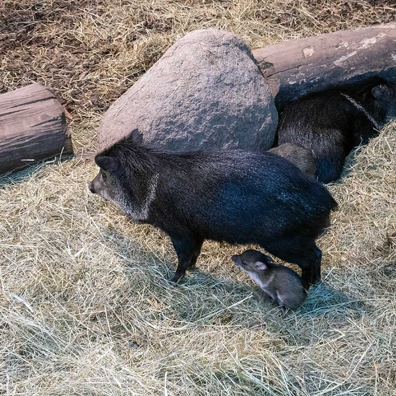 Halsbandpekaris mit verletztem Jungtier am 4. Oktober 2024 im Südamerika-Haus im Zoologischen Garten der Stadt Wuppertal