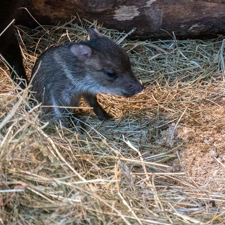 Das verletzte Halsbandpekari-Jungtier am 4. Oktober 2024 im Südamerika-Haus im Zoo Wuppertal