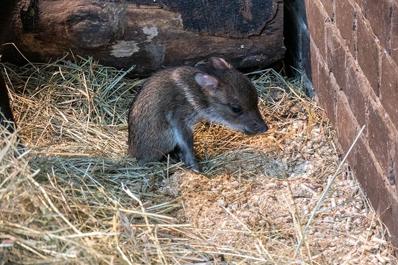 Verletztes Halsbandpekari-Jungtier an seinem ersten Lebenstag am 4. Oktober 2024 im Südamerika-Haus im Wuppertaler Zoo