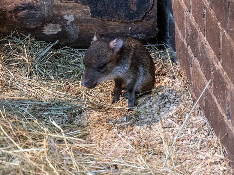 Verletztes Halsbandpekari-Jungtier an seinem ersten Lebenstag am 4. Oktober 2024 im Südamerika-Haus im Grünen Zoo Wuppertal