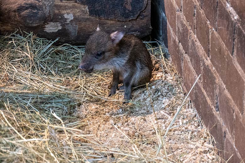 Verletzter Halsbandpekari-Frischling an seinem ersten Lebenstag am 4. Oktober 2024 im Südamerika-Haus im Zoologischen Garten Wuppertal