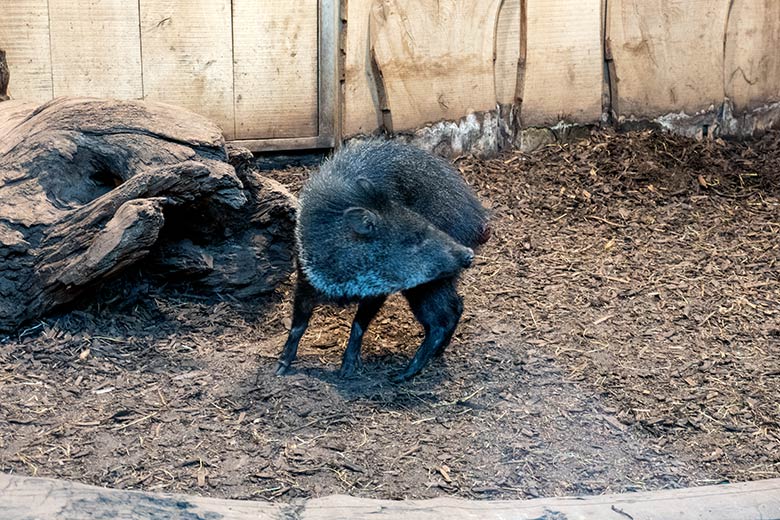 Verletztes Halsbandpekari am 18. November 2024 separiert im linken Innengegege im Südamerika-Haus im Zoologischen Garten Wuppertal