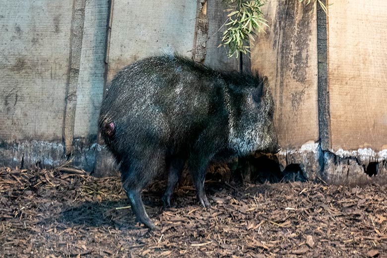 Verletztes Halsbandpekari am 18. November 2024 separiert im linken Innengegege im Südamerika-Haus im Zoo Wuppertal