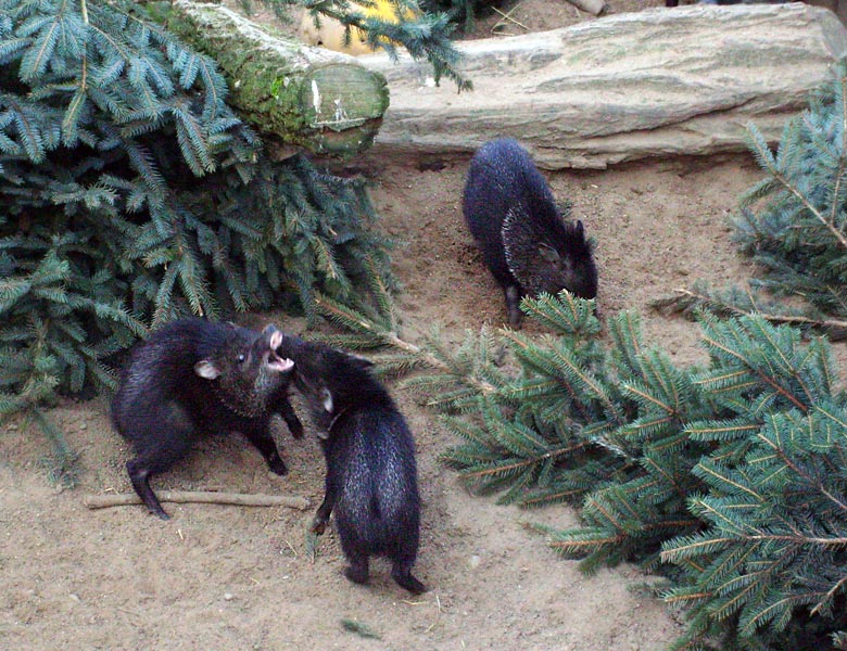 Halsbandpekaris im Zoo Wuppertal im Januar 2009