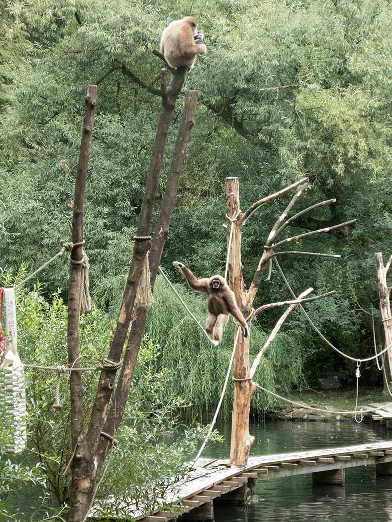 Weißhandgibbon-Weibchen MINNA auf dem Seil und Weißhandgibbon-Männchen JUNIOR auf dem Baum am 27. August 2018 auf der Außenanlage am Großen Teich im Grünen Zoo Wuppertal