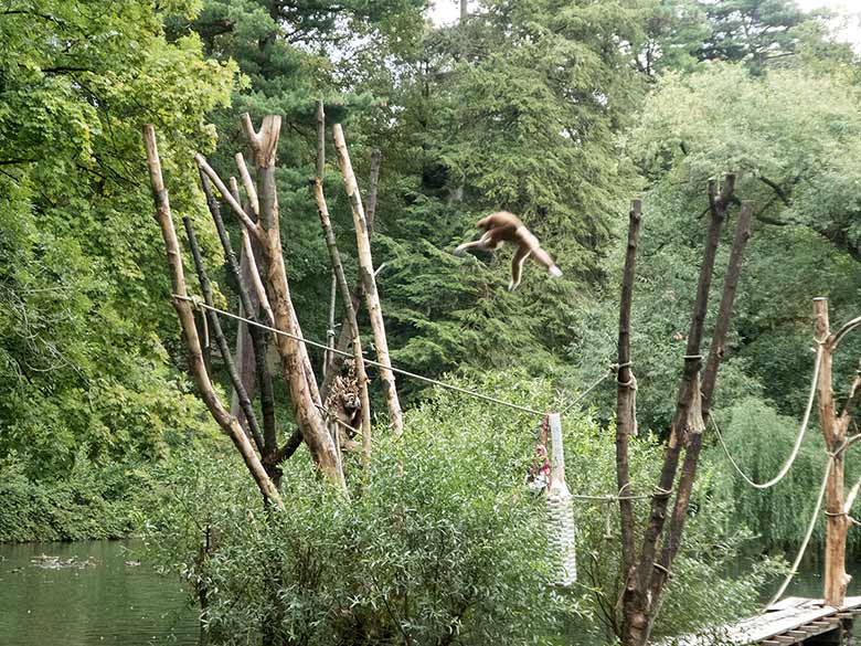 Springendes Weißhandgibbon-Männchen JUNIOR am 27. August 2018 auf der Außenanlage am Großen Teich im Zoologischen Garten der Stadt Wuppertal