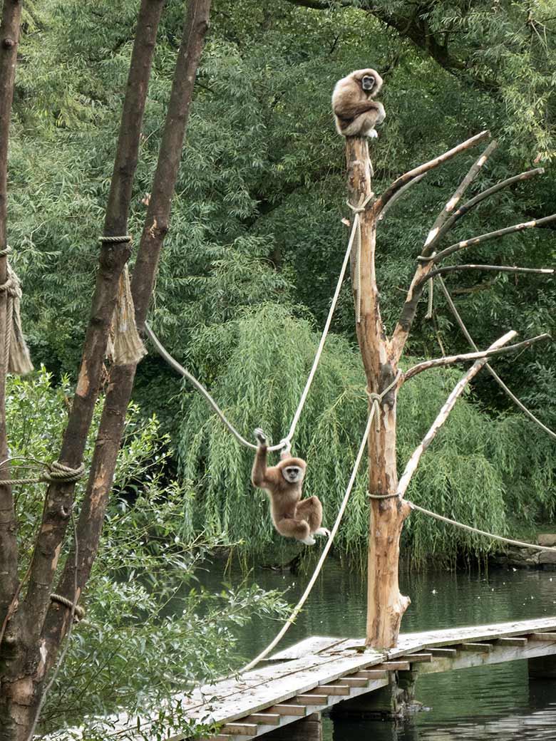 Weißhandgibbon-Männchen JUNIOR am Seil und Weißhandgibbon-Weibchen MINNA auf dem Baumstamm am 27. August 2018 auf der Außenanlage am Großen Teich im Zoo Wuppertal
