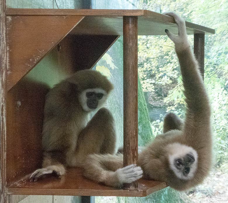 Weißhandgibbon Weibchen FILOMENA und Weißhandgibbon Männchen JUNIOR am 2. November 2018 im Gibbonhaus im Wuppertaler Zoo