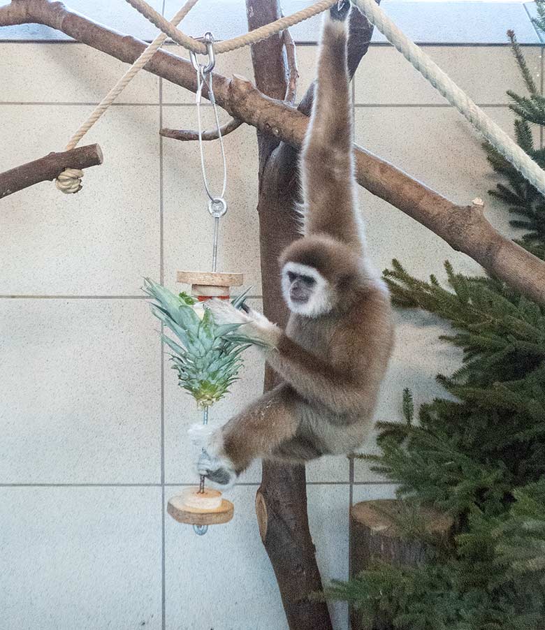 Weißhandgibbon JUNIOR am 20. Januar 2019 im Gibbon-Haus im Zoologischen Garten Wuppertal