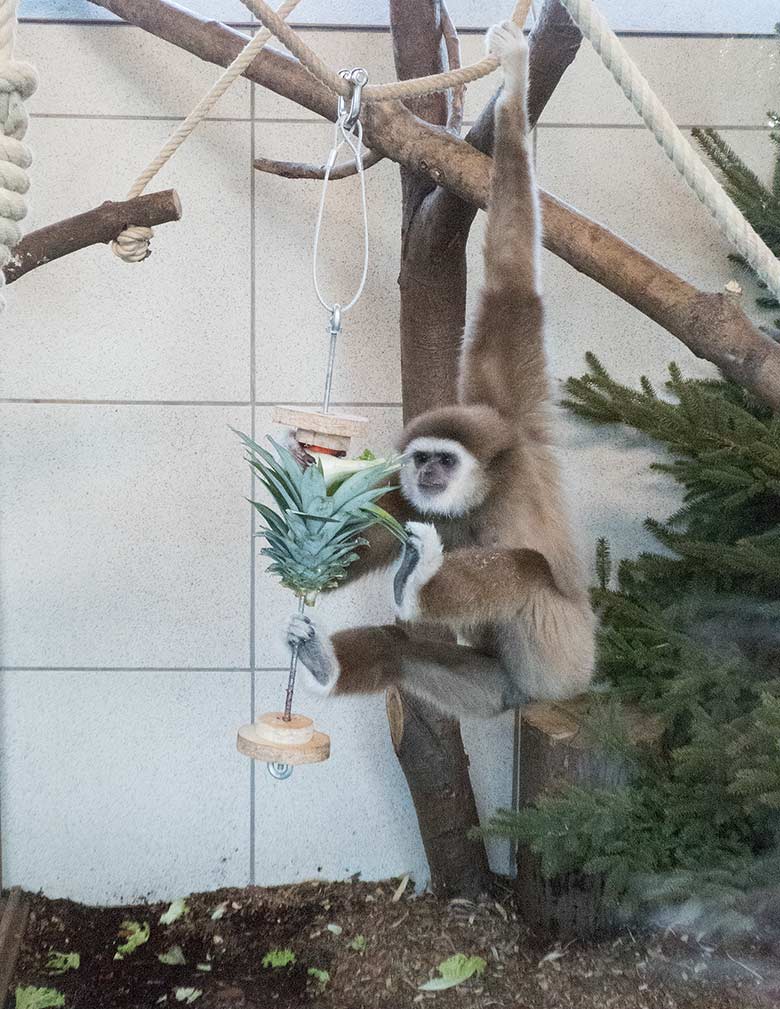 Weißhandgibbon JUNIOR am 20. Januar 2019 im Gibbon-Haus im Wuppertaler Zoo