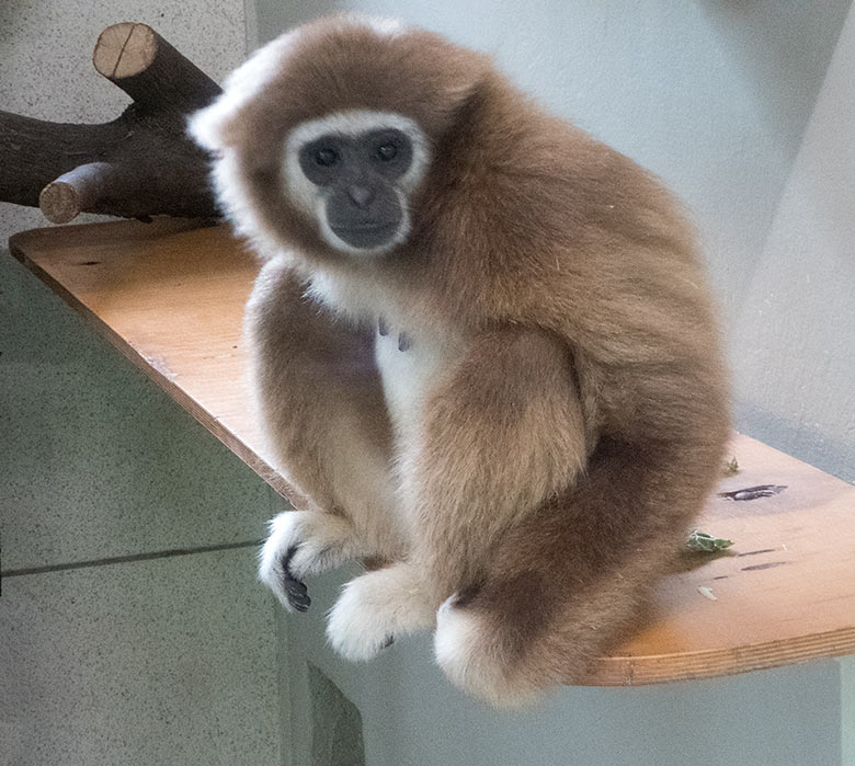 Weißhandgibbon-Weibchen FILOMENA am 20. Juli 2019 im Gibbon-Haus im Grünen Zoo Wuppertal